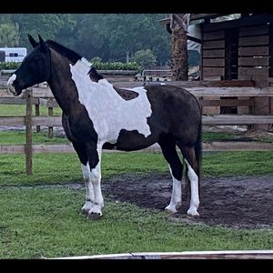 Meet your Posher, Lena